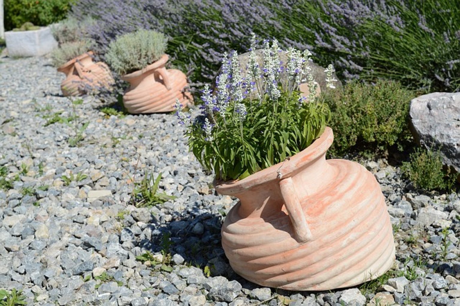 How To Stop White Gravel Going Green TipKing