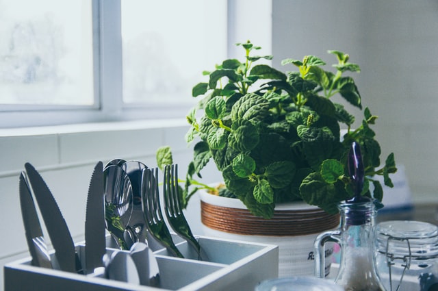 How to decorate kitchen with plants