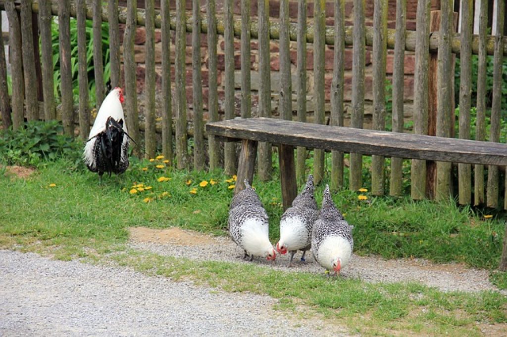 How to Make Chicken Wire Fence Look Great TipKing