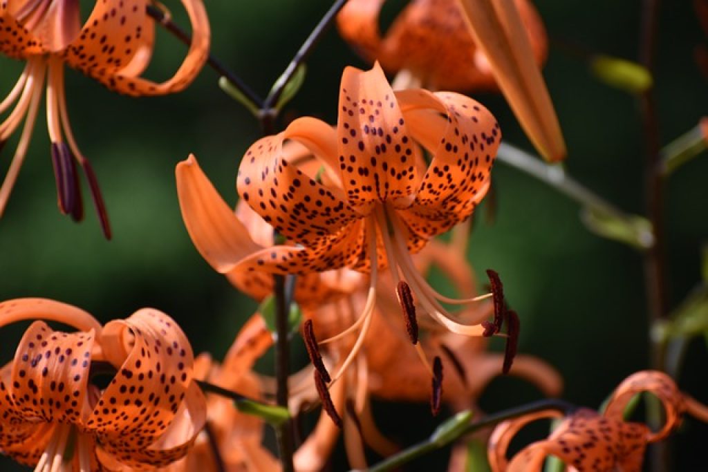 What Does a Tiger Lily Look like Before it Blooms? TipKing