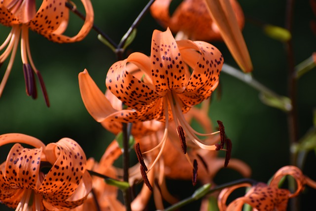What does a tiger lily look like before it blooms?