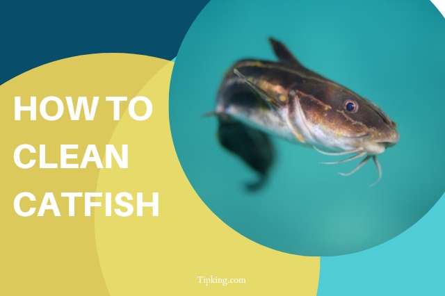 How to Clean a Catfish