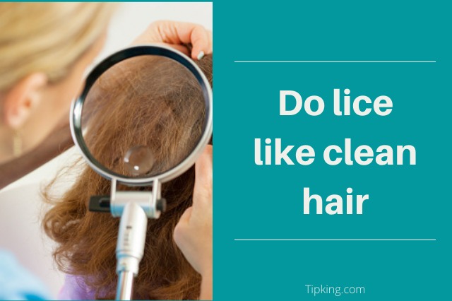 Do Lice like Clean Hair