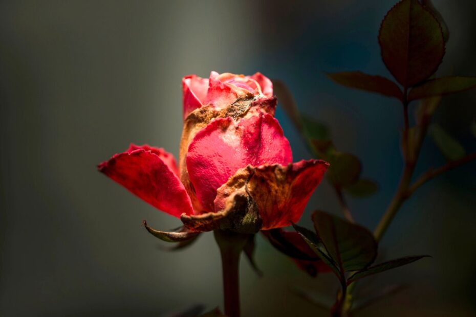 Cutting wilted flowers at night? Here’s why it puts your garden at risk