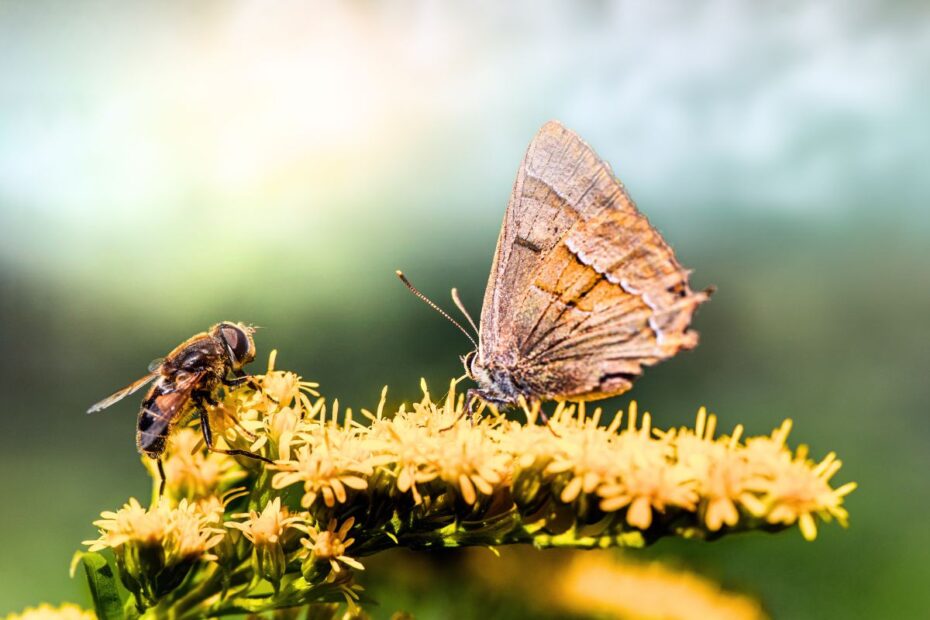 End-of-summer planting: how to boost your garden’s biodiversity