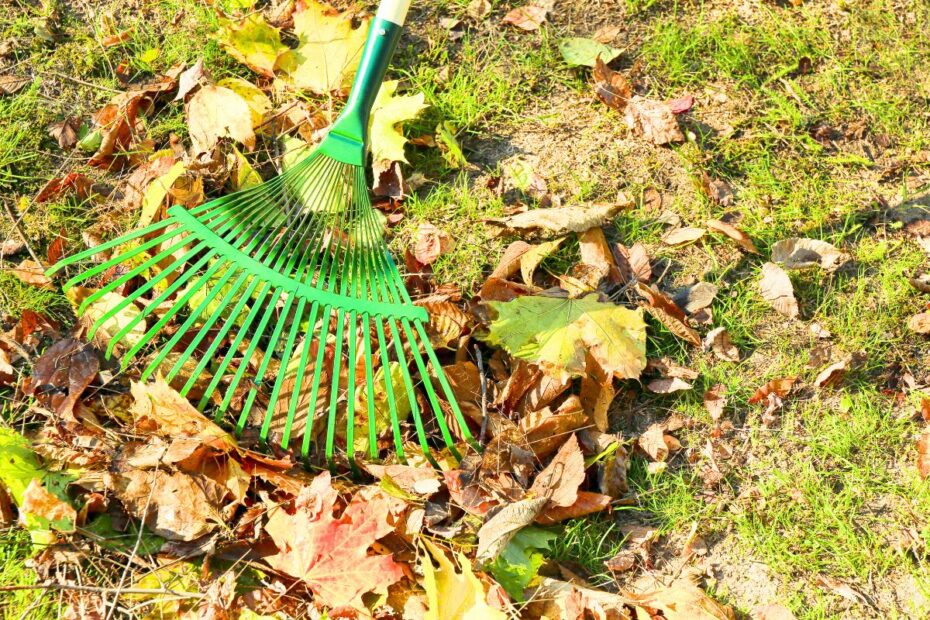 Raking dead leaves? The surprising reason you shouldn’t do it