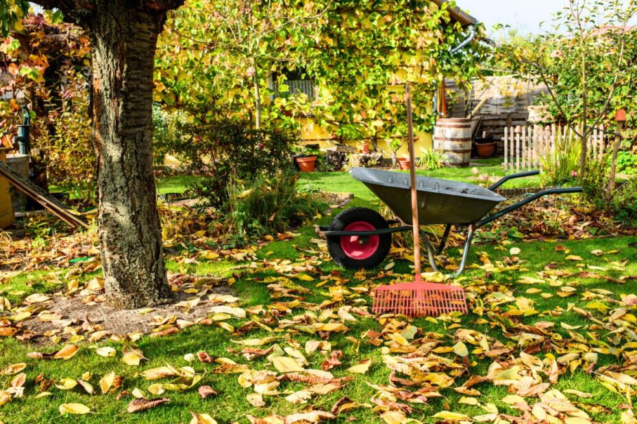 Why you should never throw away fallen leaves in your yard