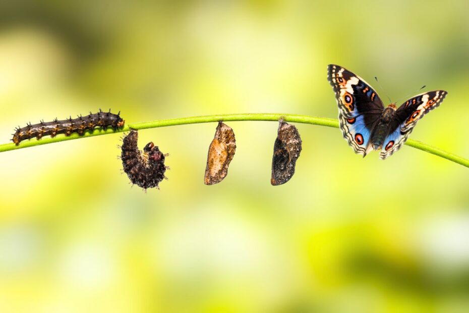 Top 10 insects with the shortest lifespans