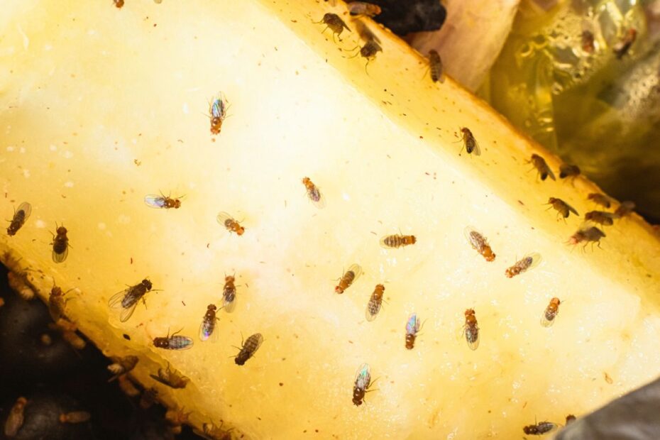 Annoying kitchen gnats? Here are the best tricks to get rid of them for good