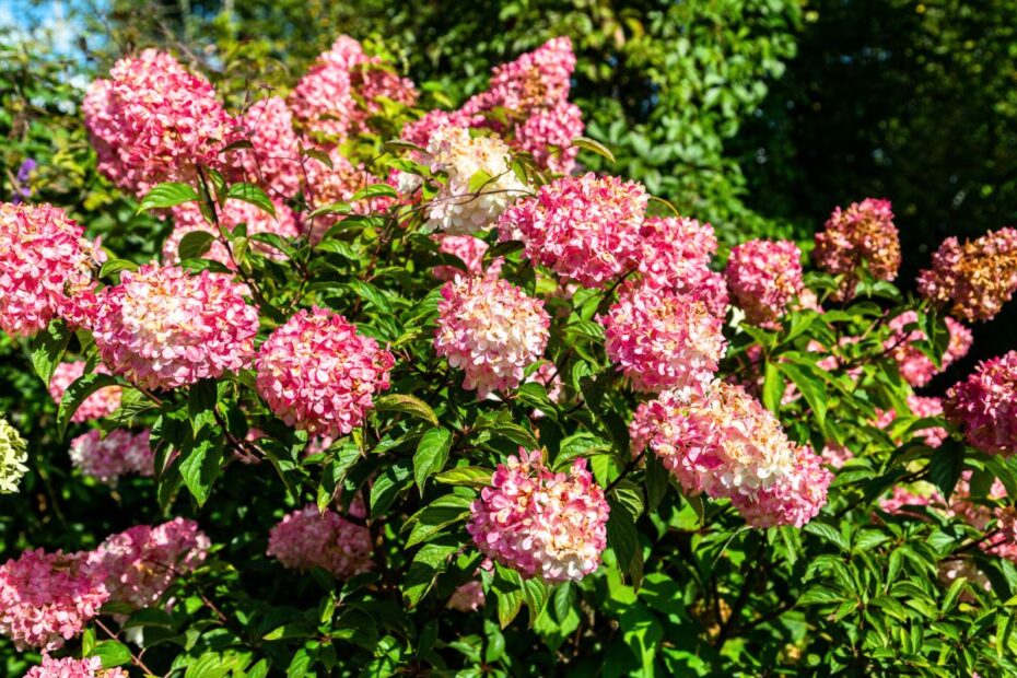 This magical shrub changes color for 4 months and transforms your yard