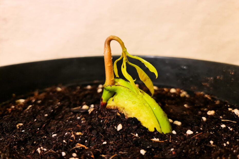 Easy tricks to sprout a mango seed and grow your own plant at home