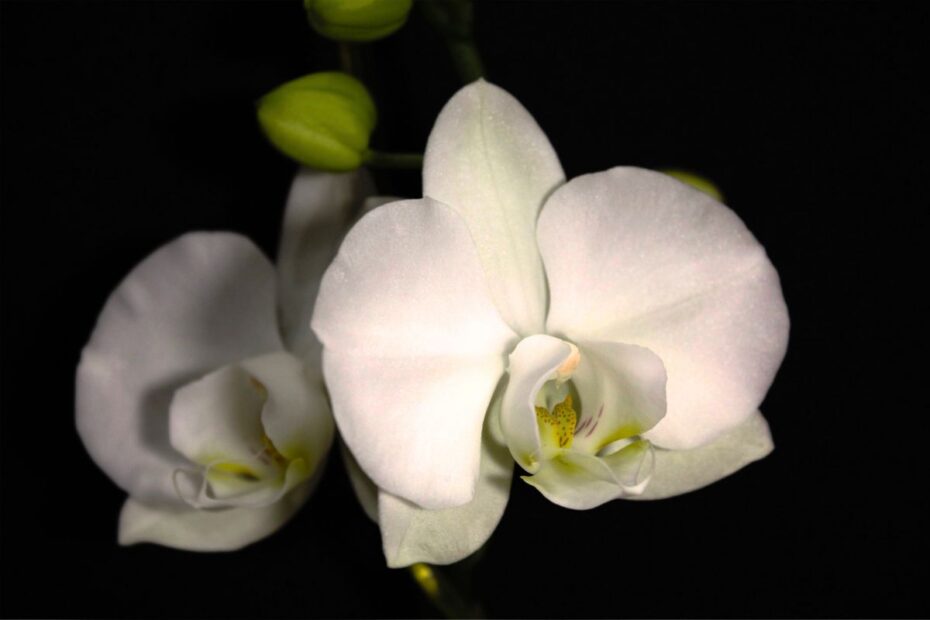 Why you absolutely need to put your orchid in the dark to make it bloom
