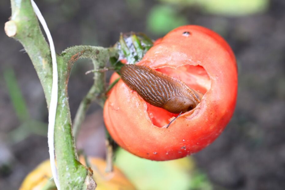 Natural ways to get rid of caterpillars, aphids, and slugs in your garden