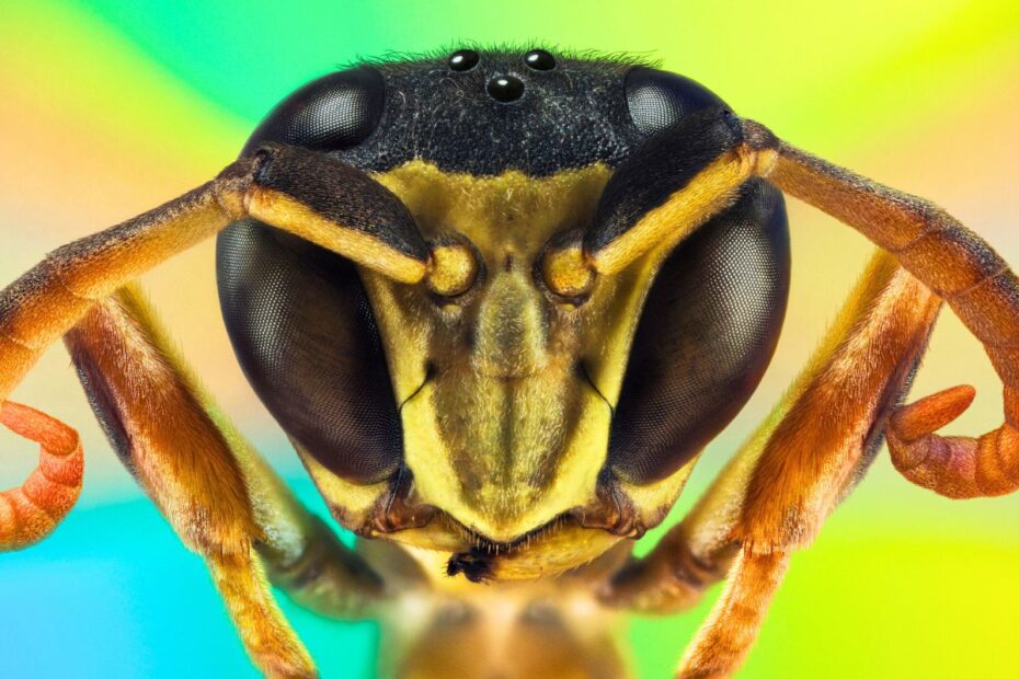 The color that can help keep wasps away